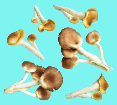 İstiridye mantarları ya da kırpma yolu olan Anka mantarları. Nane arkaplanda gölge yok.