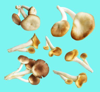 İstiridye mantarları ya da kırpma yolu olan Anka mantarları. Nane arkaplanda gölge yok.