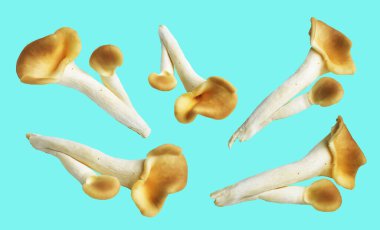 İstiridye mantarları ya da kırpma yolu olan Anka mantarları. Nane arkaplanda gölge yok.