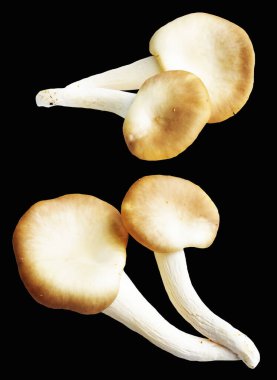 İstiridye mantarları ya da kırpma yolu olan Anka mantarları. Siyah arka planda gölge yok.