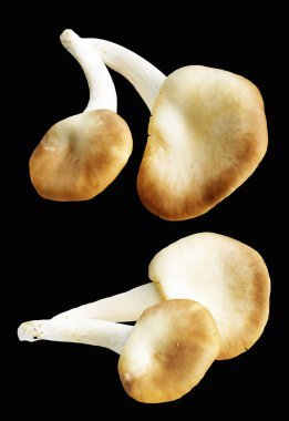 İstiridye mantarları ya da kırpma yolu olan Anka mantarları. Siyah arka planda gölge yok.