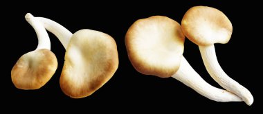 İstiridye mantarları ya da kırpma yolu olan Anka mantarları. Siyah arka planda gölge yok.