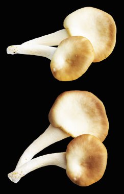 İstiridye mantarları ya da kırpma yolu olan Anka mantarları. Siyah arka planda gölge yok.