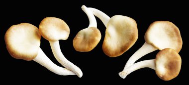 İstiridye mantarları ya da kırpma yolu olan Anka mantarları. Siyah arka planda gölge yok.