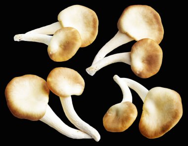 İstiridye mantarları ya da kırpma yolu olan Anka mantarları. Siyah arka planda gölge yok.