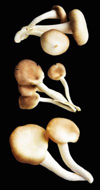 İstiridye mantarları ya da kırpma yolu olan Anka mantarları. Siyah arka planda gölge yok.