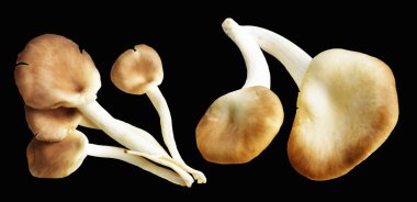 İstiridye mantarları ya da kırpma yolu olan Anka mantarları. Siyah arka planda gölge yok.