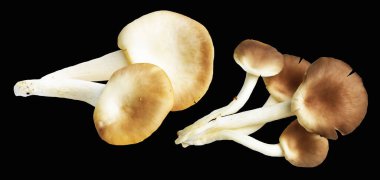 İstiridye mantarları ya da kırpma yolu olan Anka mantarları. Siyah arka planda gölge yok.