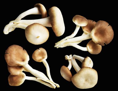 İstiridye mantarları ya da kırpma yolu olan Anka mantarları. Siyah arka planda gölge yok.