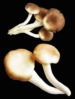 İstiridye mantarları ya da kırpma yolu olan Anka mantarları. Siyah arka planda gölge yok.