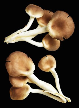 İstiridye mantarları ya da kırpma yolu olan Anka mantarları. Siyah arka planda gölge yok.