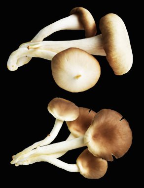 İstiridye mantarları ya da kırpma yolu olan Anka mantarları. Siyah arka planda gölge yok.