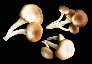 İstiridye mantarları ya da kırpma yolu olan Anka mantarları. Siyah arka planda gölge yok.