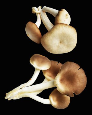 İstiridye mantarları ya da kırpma yolu olan Anka mantarları. Siyah arka planda gölge yok.