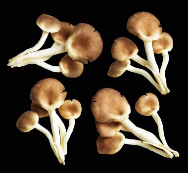İstiridye mantarları ya da kırpma yolu olan Anka mantarları. Siyah arka planda gölge yok.