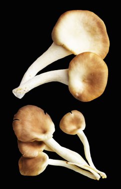 İstiridye mantarları ya da kırpma yolu olan Anka mantarları. Siyah arka planda gölge yok.