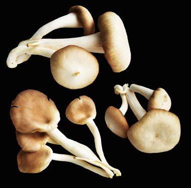 İstiridye mantarları ya da kırpma yolu olan Anka mantarları. Siyah arka planda gölge yok.