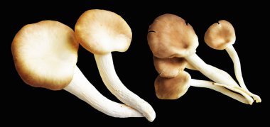 İstiridye mantarları ya da kırpma yolu olan Anka mantarları. Siyah arka planda gölge yok.