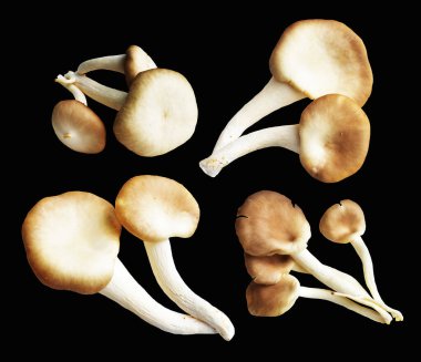 İstiridye mantarları ya da kırpma yolu olan Anka mantarları. Siyah arka planda gölge yok.