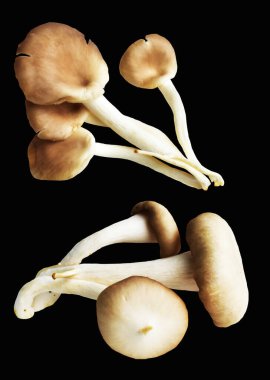 İstiridye mantarları ya da kırpma yolu olan Anka mantarları. Siyah arka planda gölge yok.