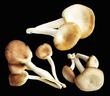 İstiridye mantarları ya da kırpma yolu olan Anka mantarları. Siyah arka planda gölge yok.
