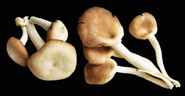 İstiridye mantarları ya da kırpma yolu olan Anka mantarları. Siyah arka planda gölge yok.