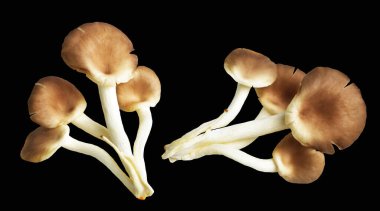 İstiridye mantarları ya da kırpma yolu olan Anka mantarları. Siyah arka planda gölge yok.