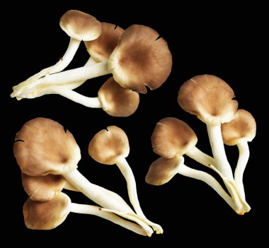 İstiridye mantarları ya da kırpma yolu olan Anka mantarları. Siyah arka planda gölge yok.