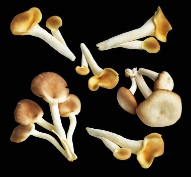 İstiridye mantarları ya da kırpma yolu olan Anka mantarları. Siyah arka planda gölge yok.