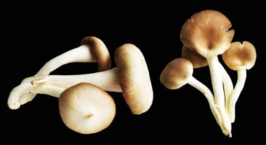 İstiridye mantarları ya da kırpma yolu olan Anka mantarları. Siyah arka planda gölge yok.