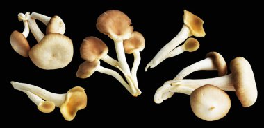 İstiridye mantarları ya da kırpma yolu olan Anka mantarları. Siyah arka planda gölge yok.