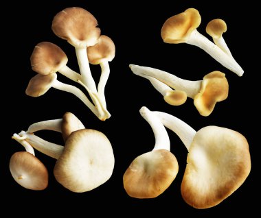 İstiridye mantarları ya da kırpma yolu olan Anka mantarları. Siyah arka planda gölge yok.