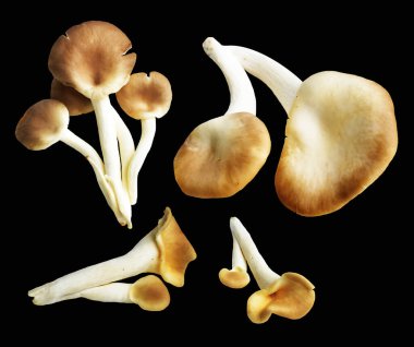 İstiridye mantarları ya da kırpma yolu olan Anka mantarları. Siyah arka planda gölge yok.