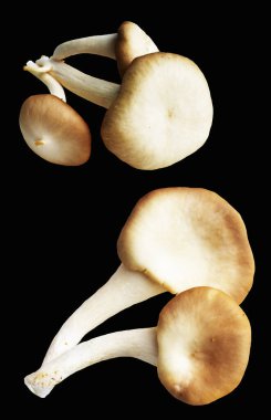 İstiridye mantarları ya da kırpma yolu olan Anka mantarları. Siyah arka planda gölge yok.