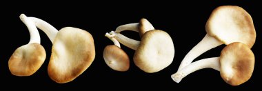 İstiridye mantarları ya da kırpma yolu olan Anka mantarları. Siyah arka planda gölge yok.