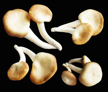 İstiridye mantarları ya da kırpma yolu olan Anka mantarları. Siyah arka planda gölge yok.