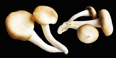 İstiridye mantarları ya da kırpma yolu olan Anka mantarları. Siyah arka planda gölge yok.