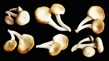 İstiridye mantarları ya da kırpma yolu olan Anka mantarları. Siyah arka planda gölge yok.