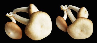 İstiridye mantarları ya da kırpma yolu olan Anka mantarları. Siyah arka planda gölge yok.