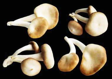 İstiridye mantarları ya da kırpma yolu olan Anka mantarları. Siyah arka planda gölge yok.