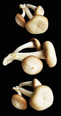 İstiridye mantarları ya da kırpma yolu olan Anka mantarları. Siyah arka planda gölge yok.