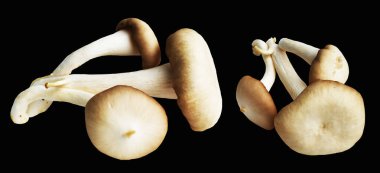 İstiridye mantarları ya da kırpma yolu olan Anka mantarları. Siyah arka planda gölge yok.