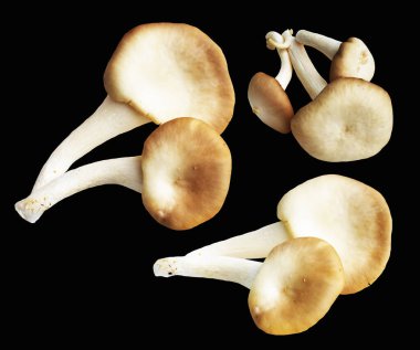 İstiridye mantarları ya da kırpma yolu olan Anka mantarları. Siyah arka planda gölge yok.