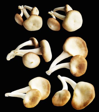 İstiridye mantarları ya da kırpma yolu olan Anka mantarları. Siyah arka planda gölge yok.