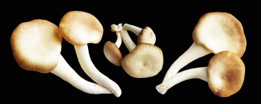 İstiridye mantarları ya da kırpma yolu olan Anka mantarları. Siyah arka planda gölge yok.