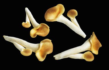 İstiridye mantarları ya da kırpma yolu olan Anka mantarları. Siyah arka planda gölge yok.