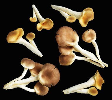 İstiridye mantarları ya da kırpma yolu olan Anka mantarları. Siyah arka planda gölge yok.