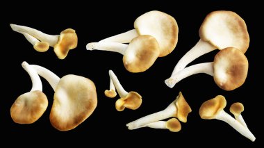 İstiridye mantarları ya da kırpma yolu olan Anka mantarları. Siyah arka planda gölge yok.