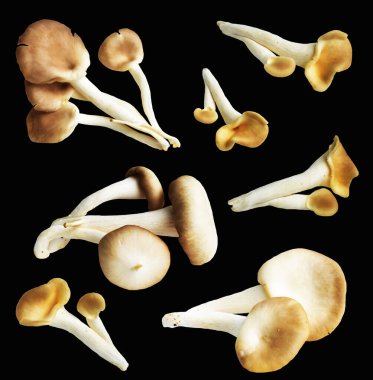 İstiridye mantarları ya da kırpma yolu olan Anka mantarları. Siyah arka planda gölge yok.
