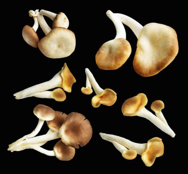 İstiridye mantarları ya da kırpma yolu olan Anka mantarları. Siyah arka planda gölge yok.